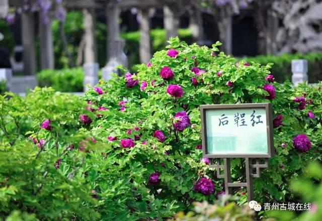 青州古城开城啦！偶园500岁的牡丹也开花了！