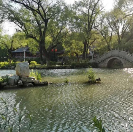 青州：生态南阳河，鸟类的快乐家园！