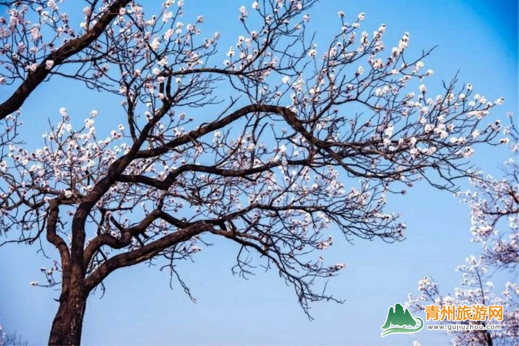 青州首届杏花旅游节即将在庙子镇举行