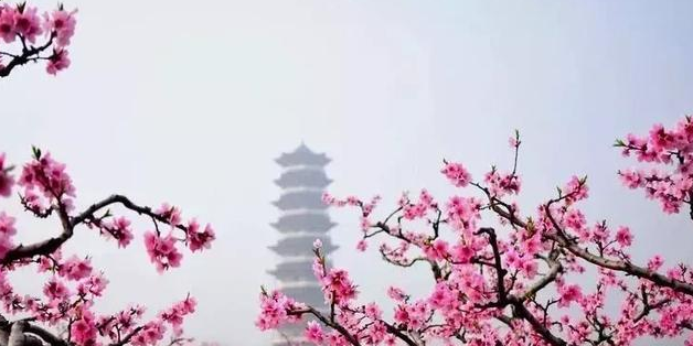 三月桃花开，青州如仙境