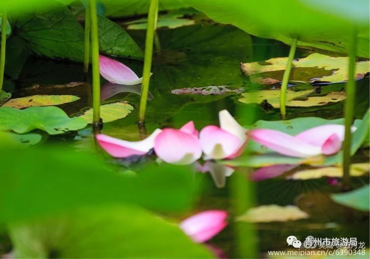 在青州山水间旅游，过一个惬意的夏天！