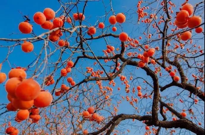 事事如意！青州的柿子红了！！