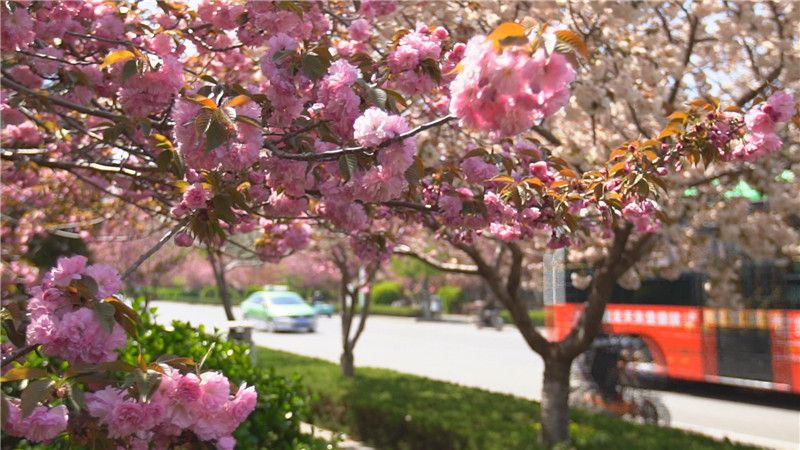 青州樱花盛开 笑迎春来