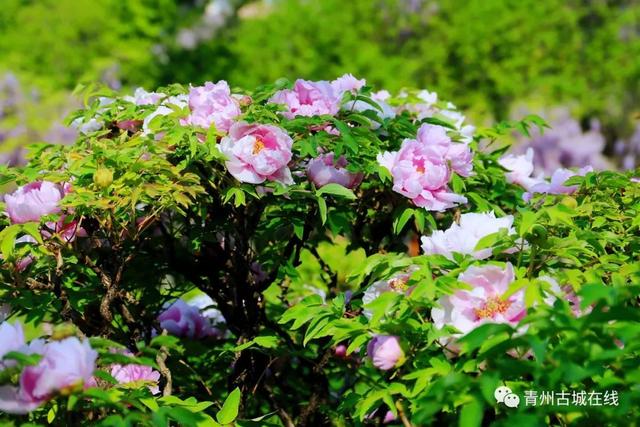 花开满城，青州500岁的牡丹花盛开，就在青州古城偶园！