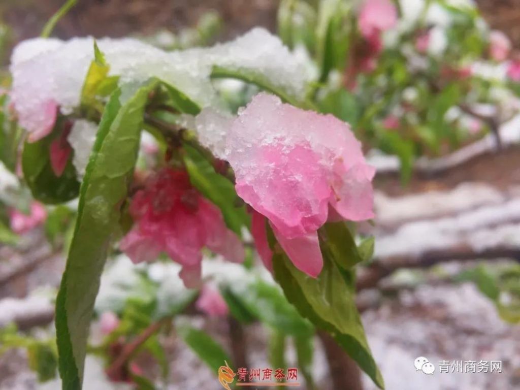 青州遭遇倒春寒，鹅毛大雪“袭击”青州