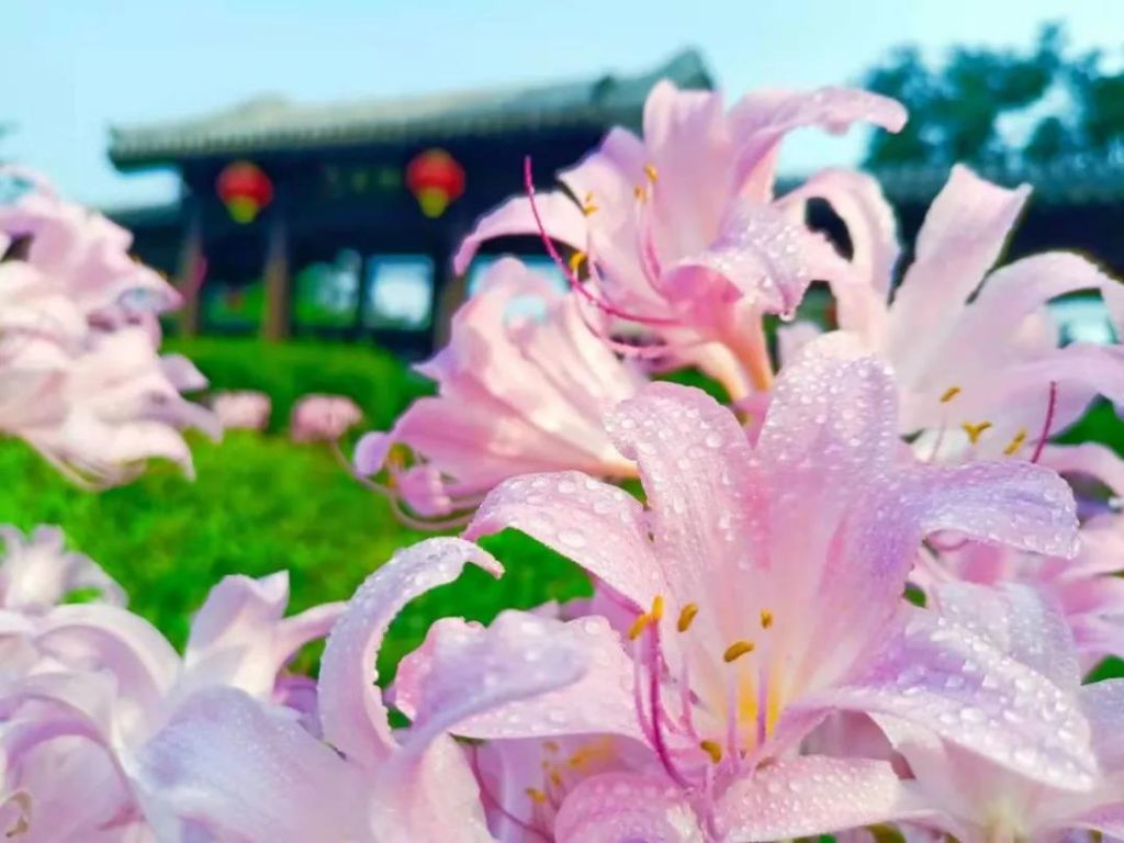 八月的山东青州，有花香与清风