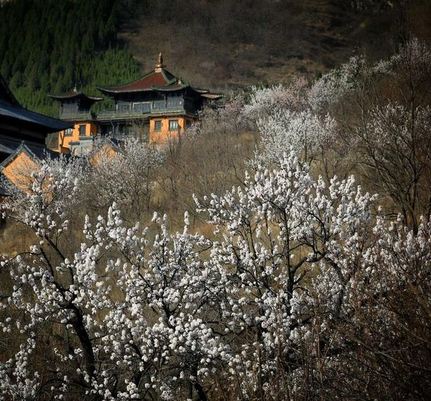 春天，到广福寺许一个杏花愿