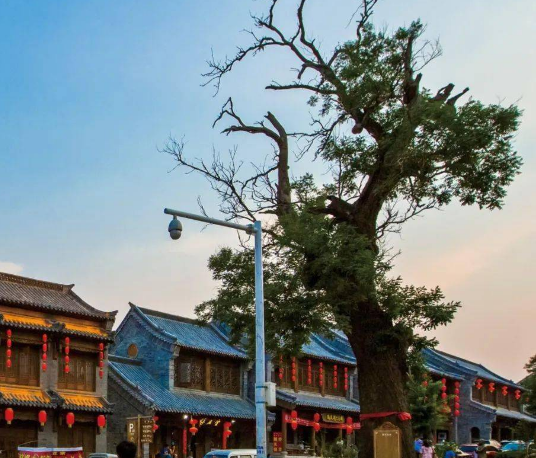 青州十景评选 | 您知道古城老槐树今年多少岁了吗？