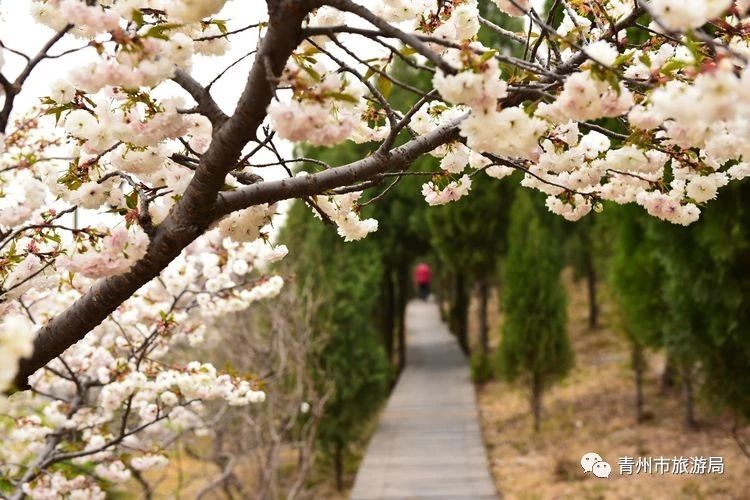 青州旅游网