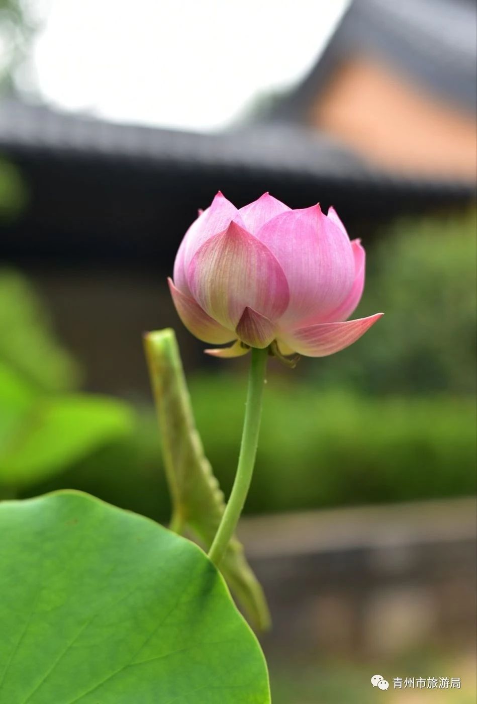 青州广福寺