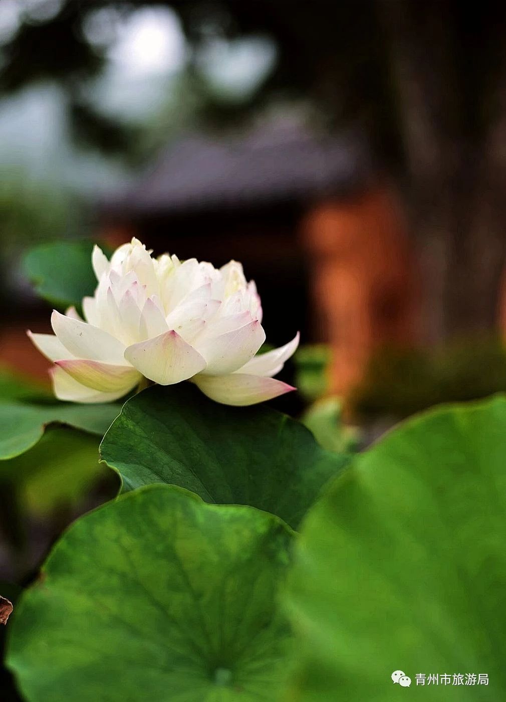 青州广福寺