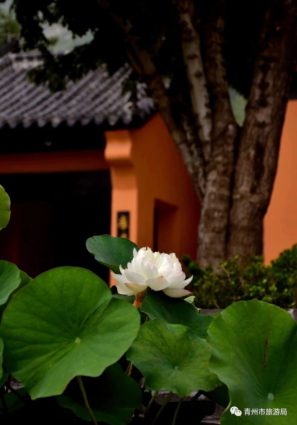 青州广福寺