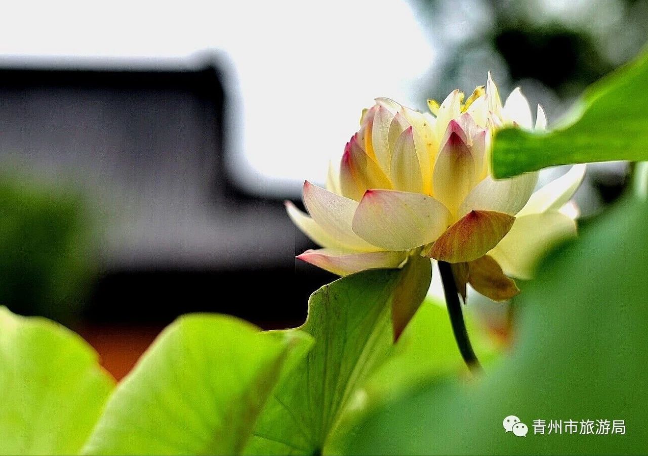 青州广福寺