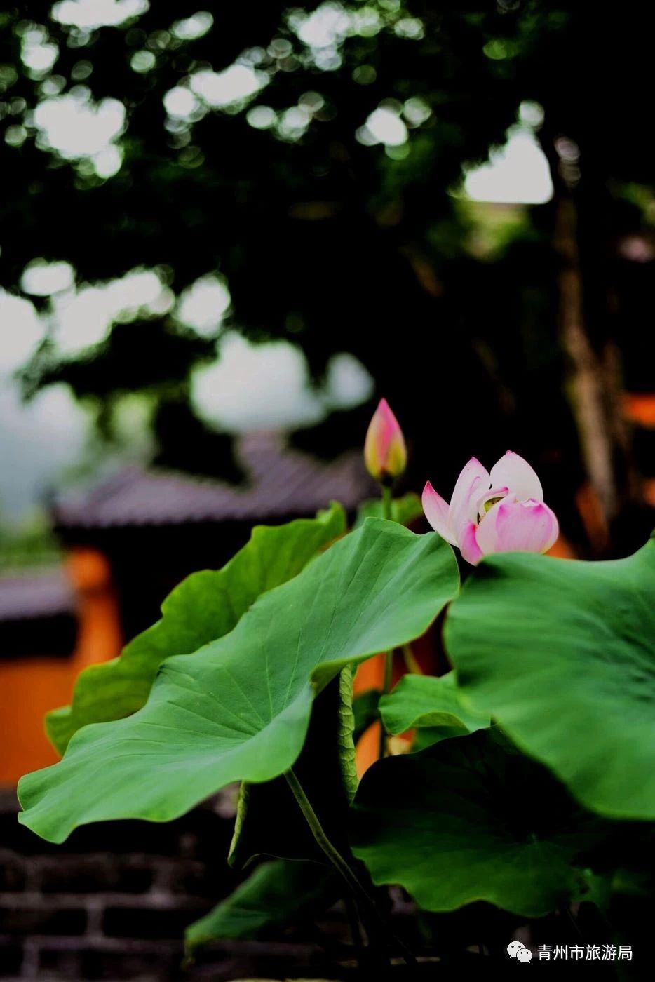 青州广福寺