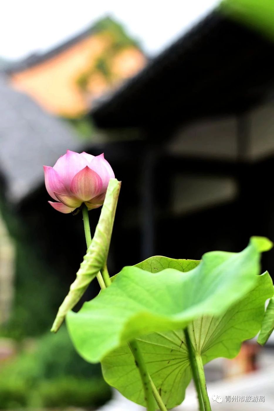 青州广福寺