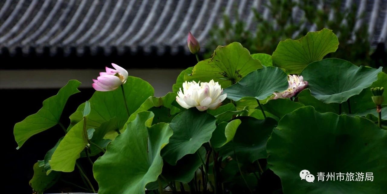 青州广福寺