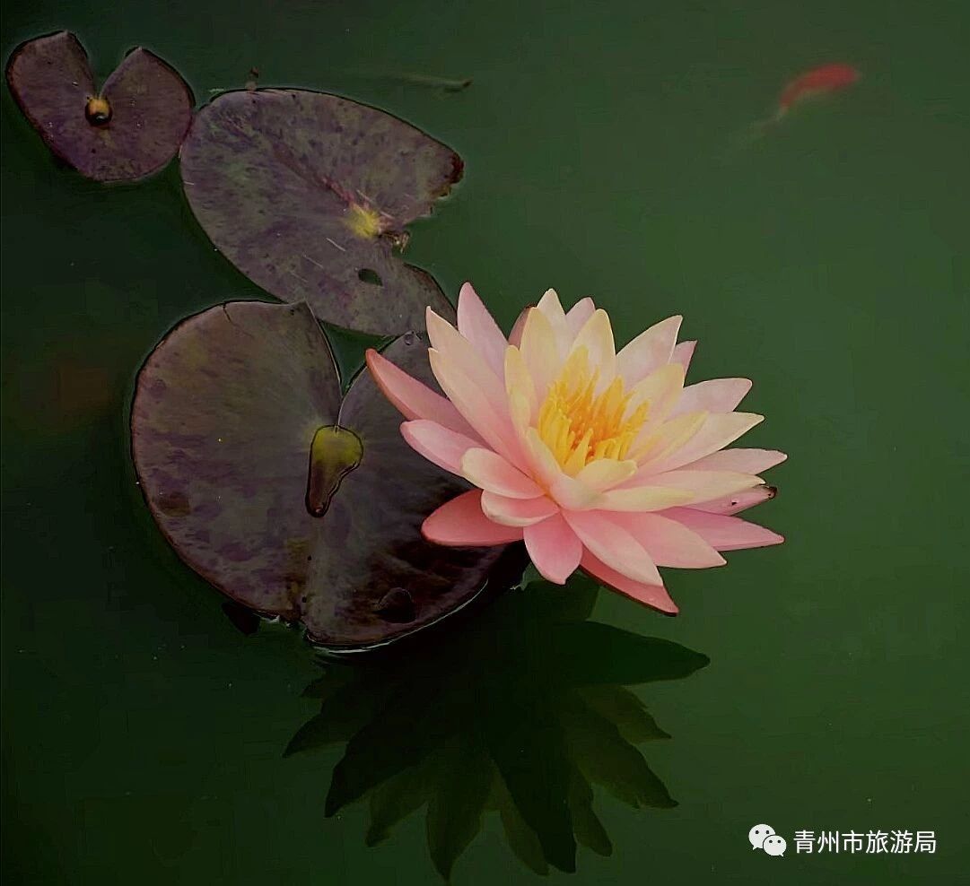 青州广福寺