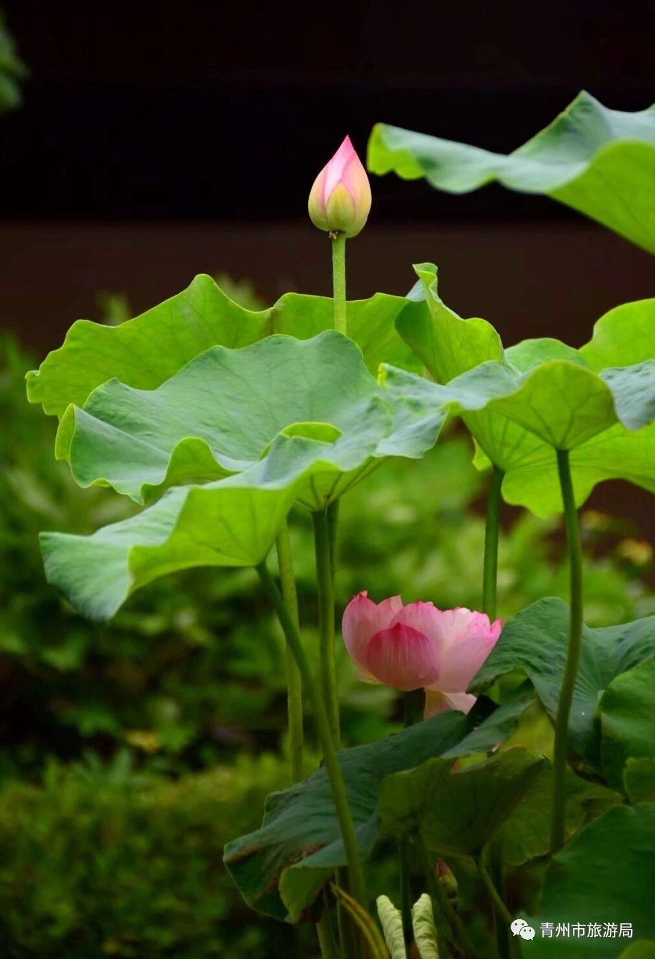 青州广福寺