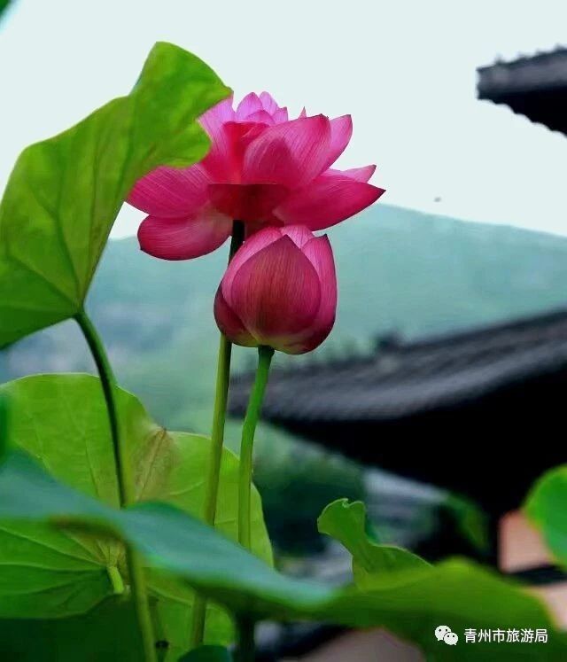 青州广福寺