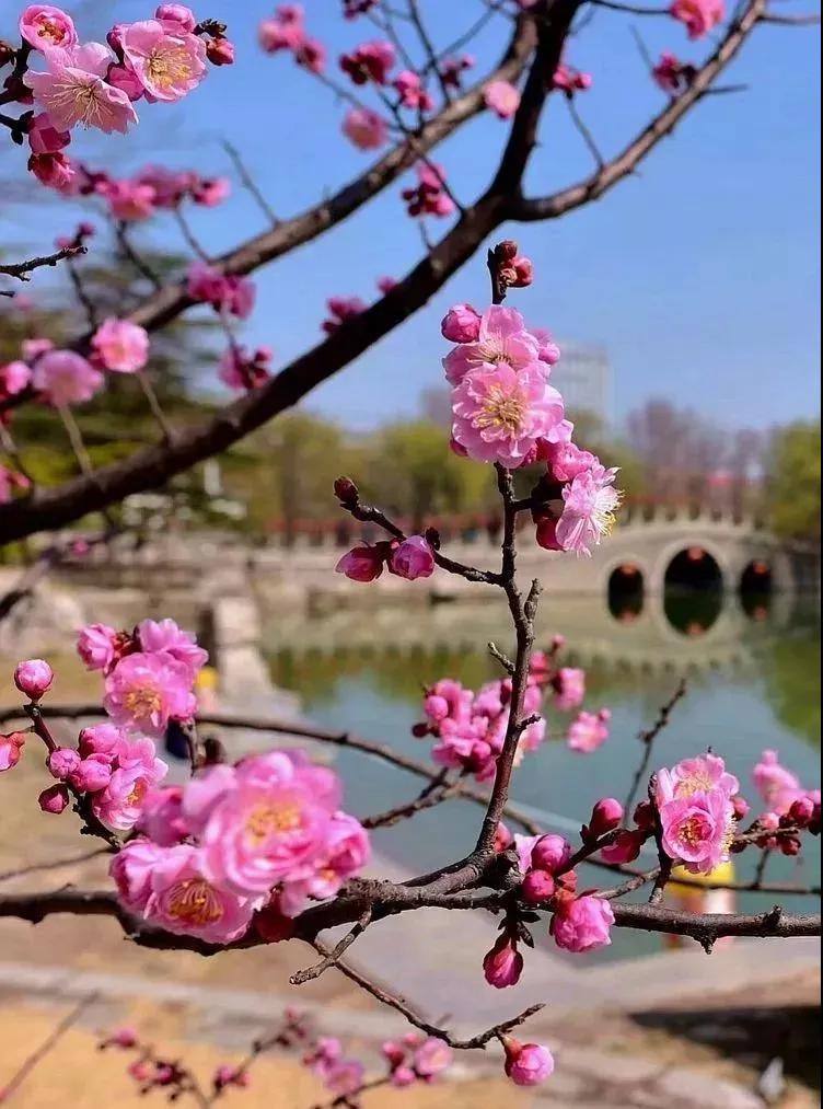 百花齐放香满园" 当芬芳灿烂的花儿 邂逅朴素雅致的古建筑 梅花是春天