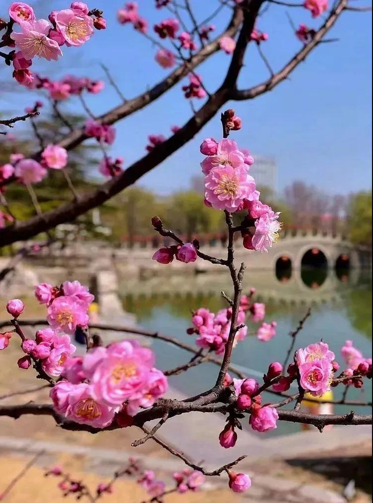 时至春日 花儿迎来最美的绽放 可能在家中的你还不知道 大自然的调色