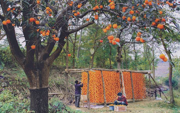 青州十景|十里柿林，品味深秋的韵味