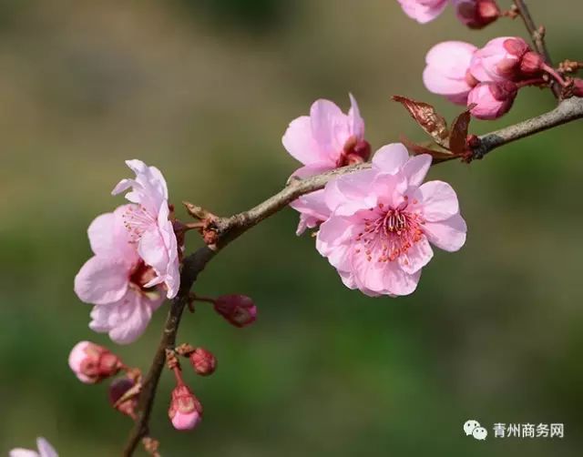 青州上稍村：桃花如期开 春天按时来