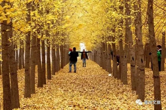 秋末冬初，带你走进青州的“红黄蓝”