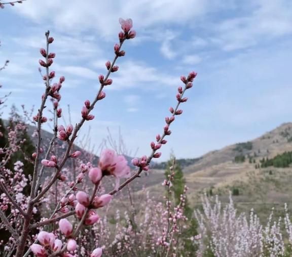 青州王坟上稍村踏青赏花，赴一场桃花之约~