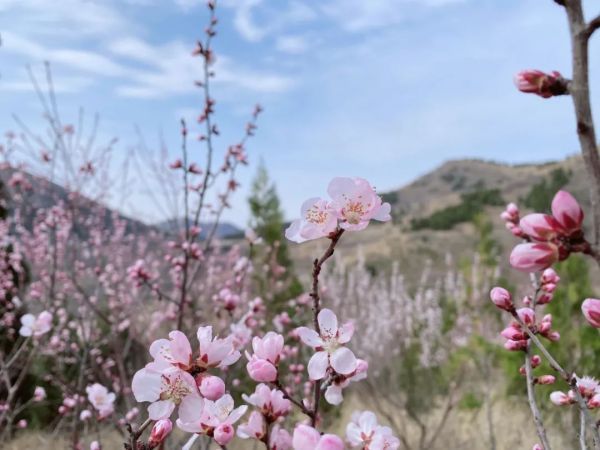绝美！最近被青州上稍村的桃花林刷屏了！