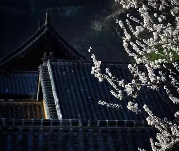 春天，广福寺和杏花更般配