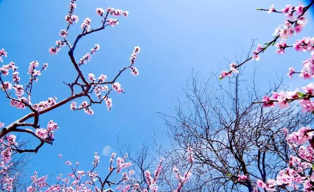 春风醉了青州，春雨艳了桃花