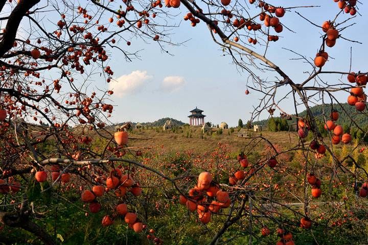 青州十景|十里柿林，品味深秋的韵味