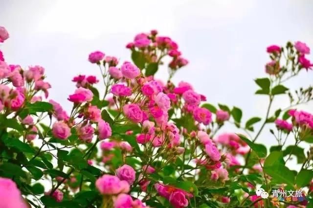 初夏，和蔷薇在青州最好的遇见~