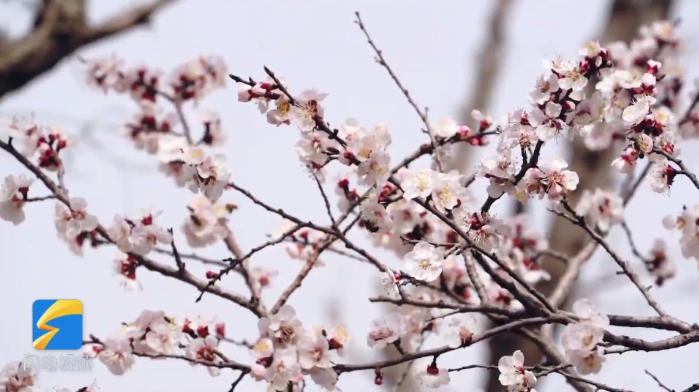 青州市：百亩杏花盛开 千枝万朵迎春来
