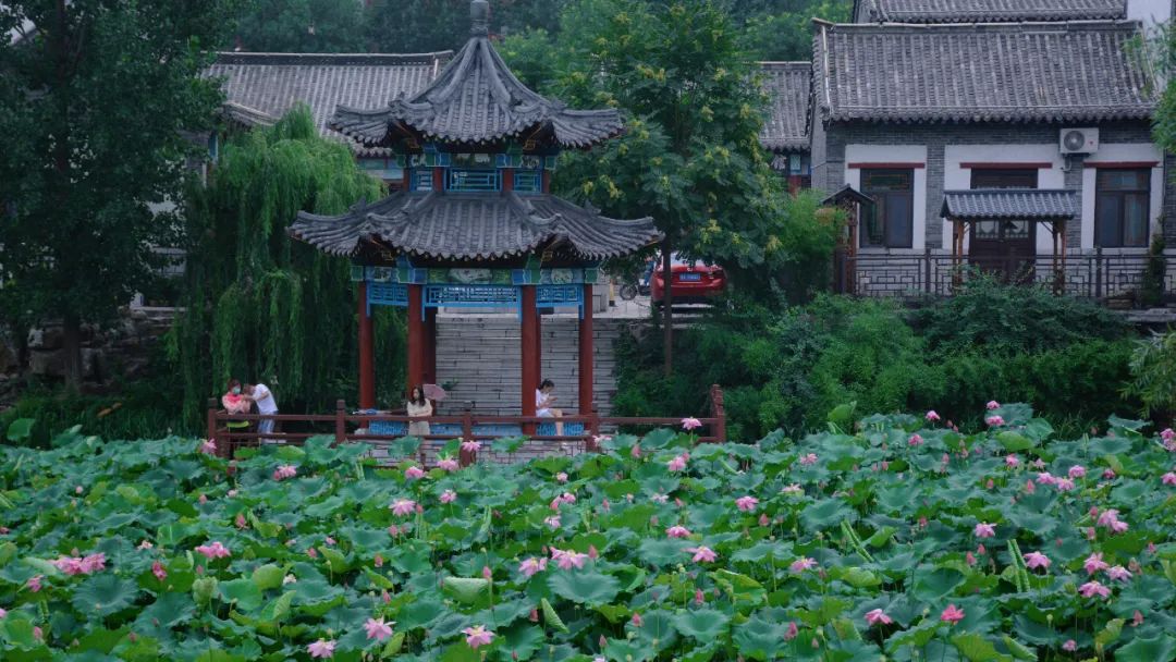 青州南阳河景区夏日“好运莲莲”开启，见者好运连连噢~