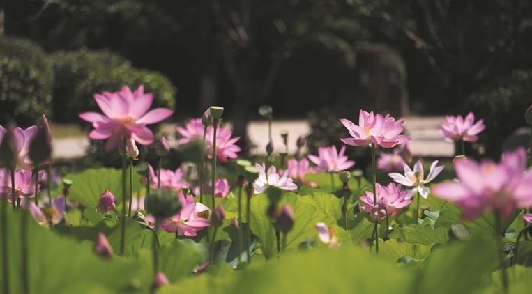 范公亭内并蒂莲开，好运常在