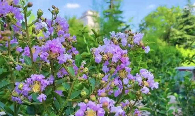 青州的“多巴胺”夏日