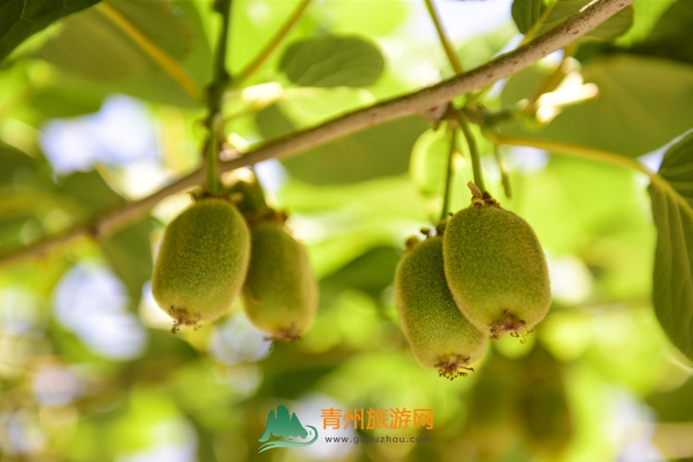 青州市盛达种植养殖合作社