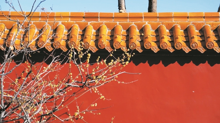 腊梅盛开，嫩蕊摇黄香四溢
