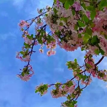 来青州古城，开启春天的浪漫赏花之旅