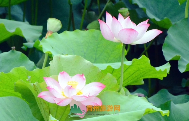 夏日青州，荷花别样红