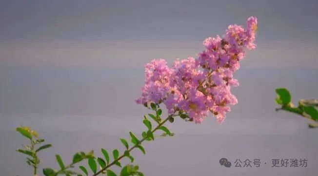 潍坊青州：浪漫来袭！紫薇花开正当时