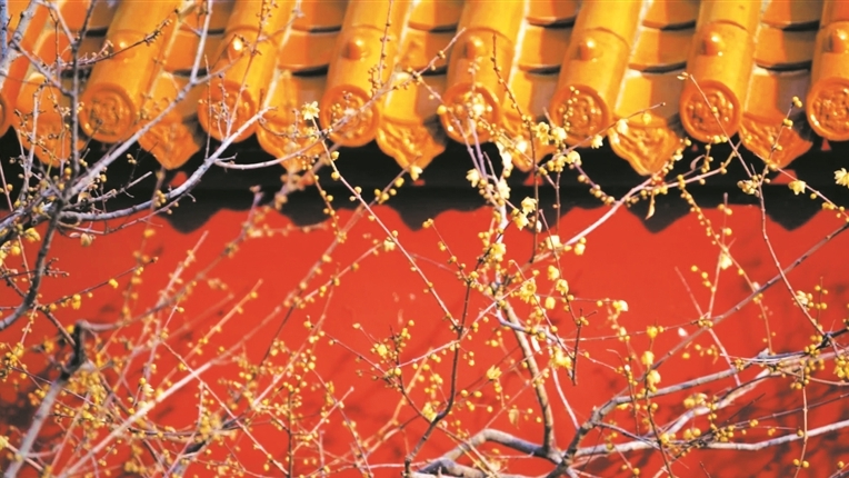 龙兴寺蜡梅盛放