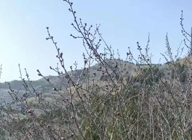 赏花提醒丨上稍桃花预计3月3日开始陆续绽放