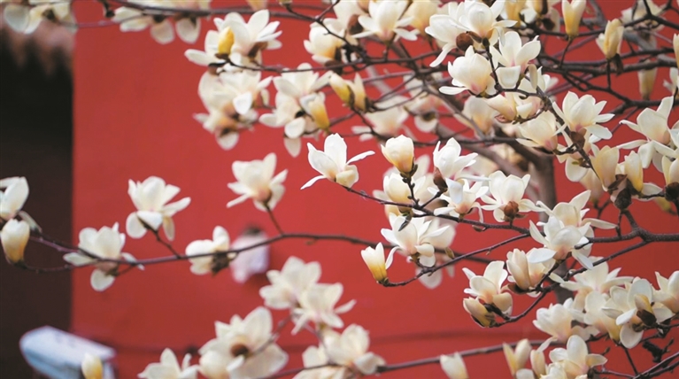 春到龙兴寺，繁花盛开时