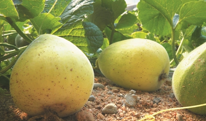 头茬青州火银瓜销售旺