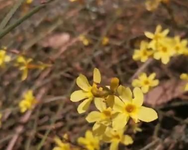 青州市：迎春花开 扮靓古城