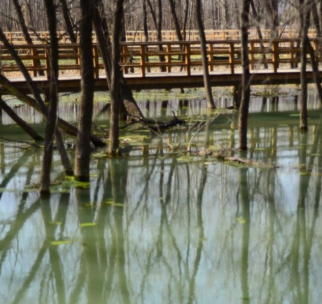 青州这片湿地，郁郁蓊蓊