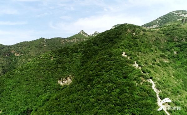 潍坊加快推进雨季造林 为生态家园添新绿